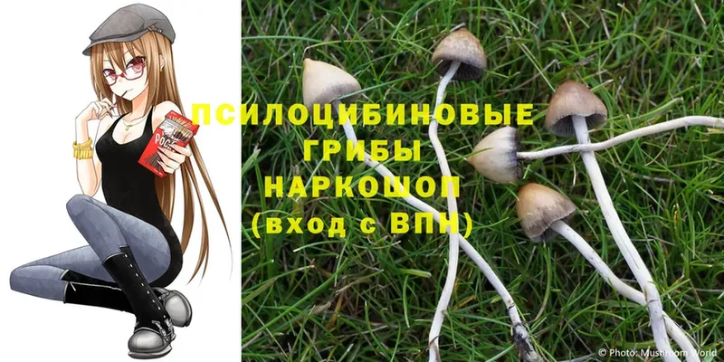 Псилоцибиновые грибы Cubensis  Городовиковск 